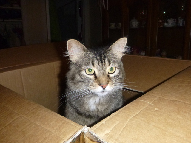 cat in the box